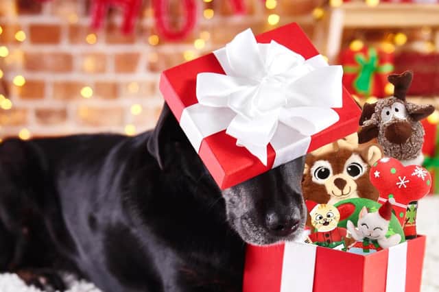Give a rescue animal the gift of play this Christmas