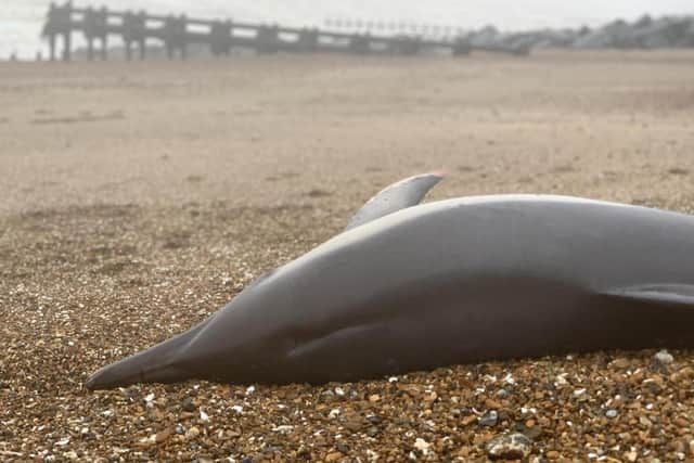 Common dolphin found on Lancing beach. Photo from Sussex Dolphin Project. SUS-210312-090155001