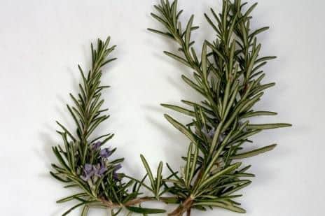 Rosemary is perfect on roast potatoes but also makes a great plate decoration during the winter too