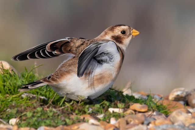This rare snow bunting was pictured by Kevin Long in East Worthing
