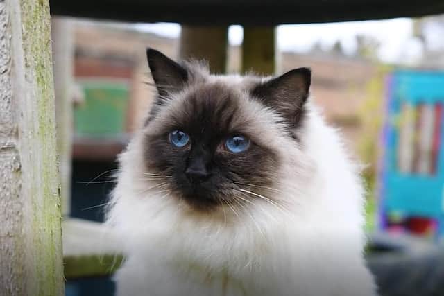 Lola's sanctuary has many cats you can adopt, sponsor and donate to