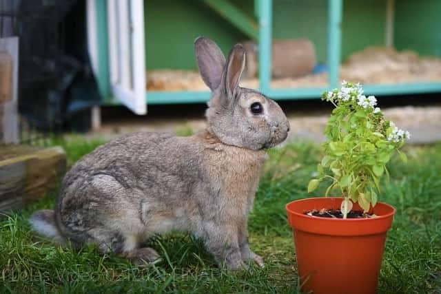 Lola's sanctuary doesn't just rescue cats and dogs...