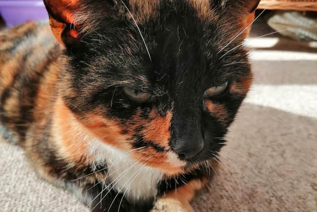 14-year-old cat Shelley is looking for a home.