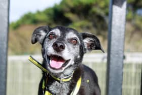 Millie, a nine-year-old jack russell cross collie at Dogs Trust, is looking for a home.
