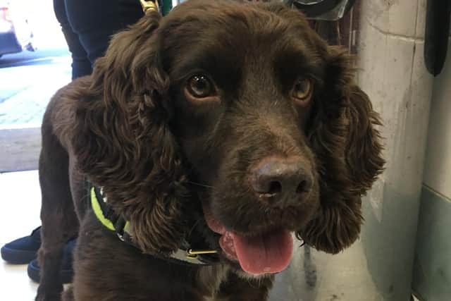 Assisted by tobacco detection dog Yoyo, officers visited three shops in Worthing following tip-offs claiming they were selling illicit tobacco