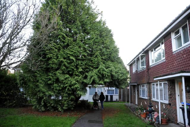 Joy first complained about the size of the tree outside her flat in 2019. Photo: Steve Robards