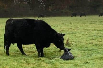 Fresh calf born. Photo from Willingdon Residents Association. SUS-211213-161509001