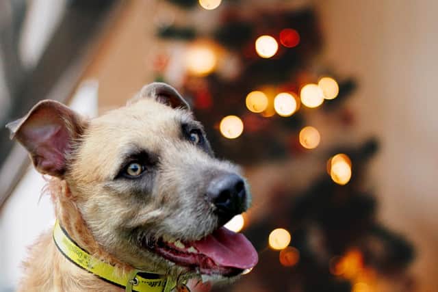 Tula, a 15-month-old lurcher from Dogs Trust, is looking for a new home.