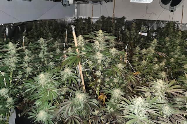 Police seize more than 160 cannabis plants from Portslade property. Photo from Sussex Police. SUS-211214-172826001