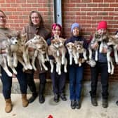 The 12 husky puppies should be in new homes by Christmas