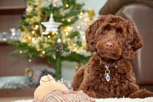 Keep your pets safe this Christmas. Photo from RSPCA. SUS-211217-112916001