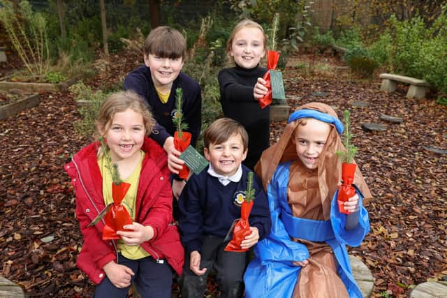 Pupils of St Wilfrids Catholic Primary School in Angmering plant Christmas trees donated to them by David Wilson Homes