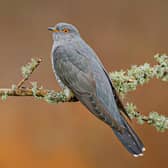 James Pearson, from Lewes, won the award for his image of a cuckoo – entitled ‘Brood Parasite’.