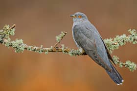 James Pearson, from Lewes, won the award for his image of a cuckoo – entitled ‘Brood Parasite’.