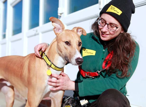 Biggles is Dogs Trust's Dog of the Week and is looking for a new home.