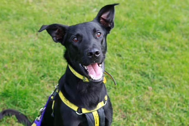 Bailey is Dogs Trust's dog of the week and is looking for a new home