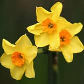 A Midhurst resident has made a generous donation of over 600 daffodil bulbs to Midhurst Town Council (Photo by Dan Kitwood/Getty Images) SUS-211223-121015001