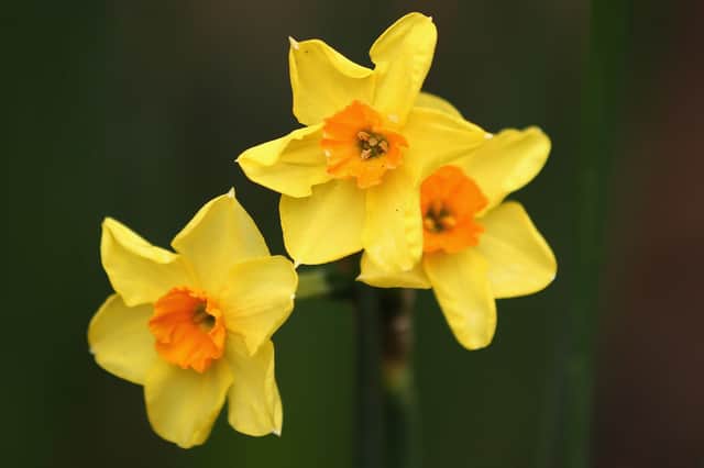 A Midhurst resident has made a generous donation of over 600 daffodil bulbs to Midhurst Town Council (Photo by Dan Kitwood/Getty Images) SUS-211223-121015001