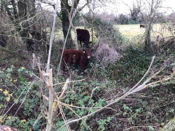 The cow had been stuck in a ditch for several hours before it was rescued. SUS-211229-100651001