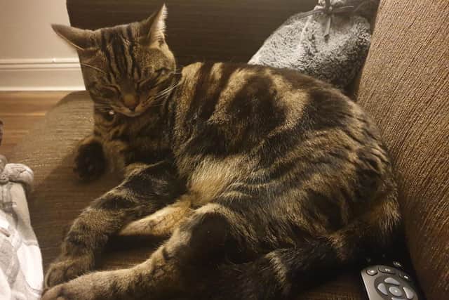 Bobby suffers from feline idiopathic cystitis brought on by stress. After being terrified during November fireworks Bobby had to be rushed to the vet as his bladder had become completely blocked, he was given emergency treatment at a cost of hundreds of pounds.