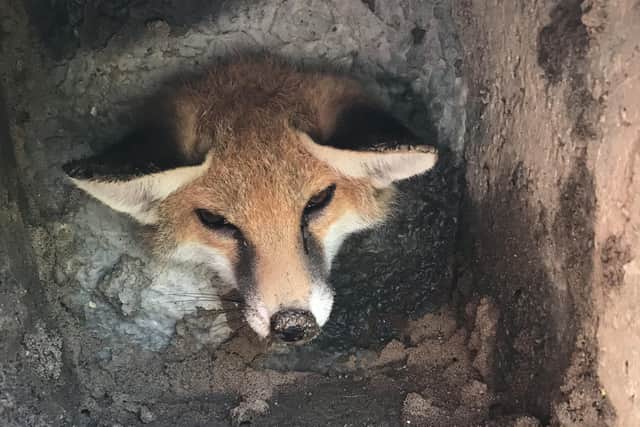 A little fox needed help after getting her head stuck in a concrete mosquito trap in a Littlehampton garden