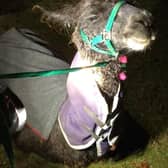 Skippy the llama had fallen into the reservoir after escaping from its enclosure SUS-211230-104936001
