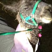 Skippy the llama had fallen into the reservoir after escaping from its enclosure.