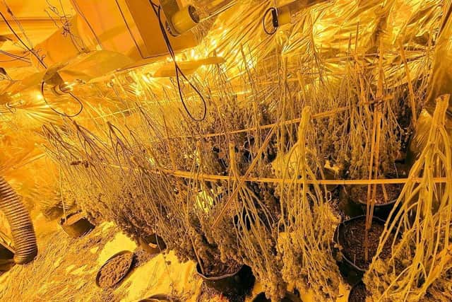 Officers are investigating after a 'large scale' cannabis growing facility was found in Brighton. Picture from Sussex Police SUS-220201-154731001