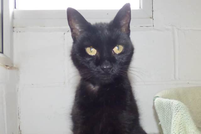 Emily is Worthing Cat Welfare Trust's first cat of the week for 2022... Could you offer her a home?