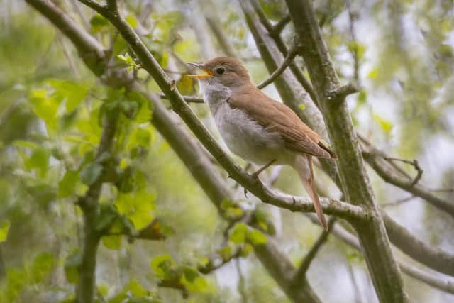 Nightingales have increased in number on the Knepp Estate at West Grinstead. Photo: David Oldham