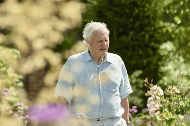 Sir David Attenborough in scrubland on the Knepp Estate at West Grinstead. Photo: Mike Birkhead Associates