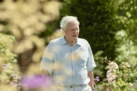 Sir David Attenborough in scrubland on the Knepp Estate at West Grinstead. Photo: Mike Birkhead Associates