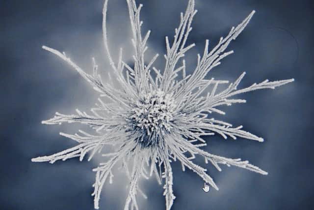 Sarah Leighton's photo named 'Frosted Eryngium' from a recent competition