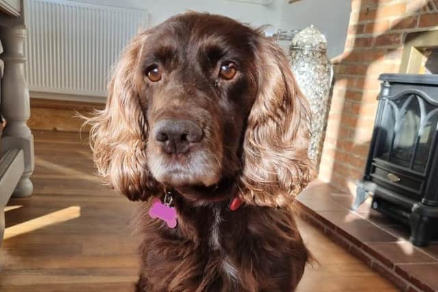 Sussex Police have helped return Cassie the cocker-spaniel back to her rightful home.