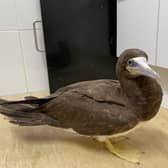 The bird was assessed by the Care Team at East Sussex WRAS and found to be under weight at 760 grams. Their natural body weight is around 1-1.8kg