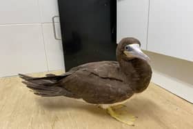 The bird was assessed by the Care Team at East Sussex WRAS and found to be under weight at 760 grams. Their natural body weight is around 1-1.8kg
