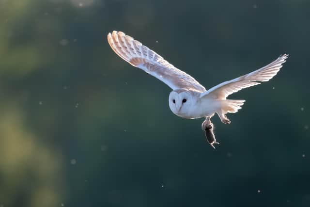 A Sparkling Hunt by Richard Murray - 2nd place in South Downs National Park.