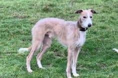 The 71-year-old's nephew had a 4-year-old Bedlington Whippet Lurcher called Bear. The young canine went missing from their house in Ringmer on March 23, 2021, and is still missing to this day.