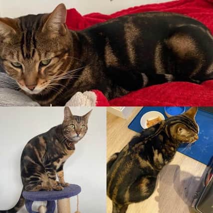 A Chichester cat that had been lost since Christmas was found safe and sound in Midhurst. Pic: Nextdoor SUS-221101-113353001
