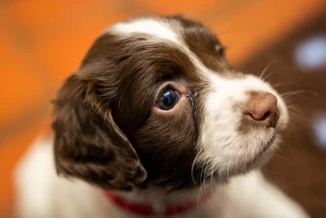 Money which was seized during drugs warrants across Surrey and Sussex has gone into breeding five future drugs dogs