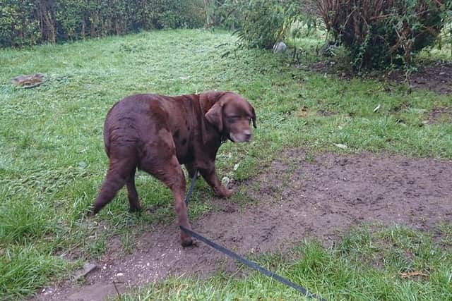 This chocolate labrador was found tied to a lamppost on Saturday (January 8) in Rustington