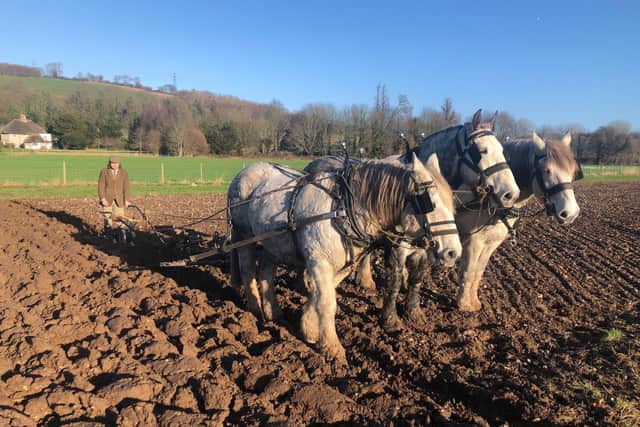 Andy Robinson, working animal supervisor at the Weald & Downland Living Museum, is taking on a ploughing challenge using traditional farming techniques and methods