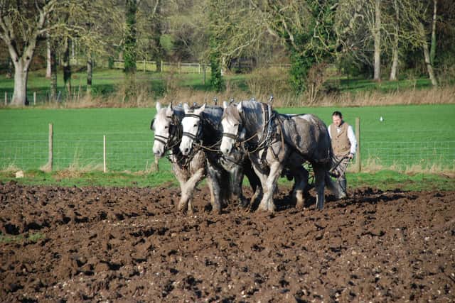 Andy Robinson, working animal supervisor at the Weald & Downland Living Museum, is taking on a ploughing challenge using traditional farming techniques and methods. Photo by Diana Zeuner