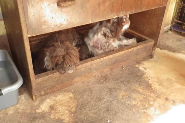 A Crawley man has been given a suspended prison sentence and disqualified from keeping animals for life after pleading guilty to a string of offences under the Animal Welfare Act. Pictures courtesy of the RSPCA