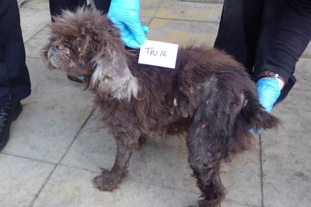Gordon Clarke appeared at Crawley Magistrates’ Court on January 5 for sentencing. He had previously pleaded guilty to seven offences under the Animal Welfare Act, related to 15 dogs, at an earlier court hearing