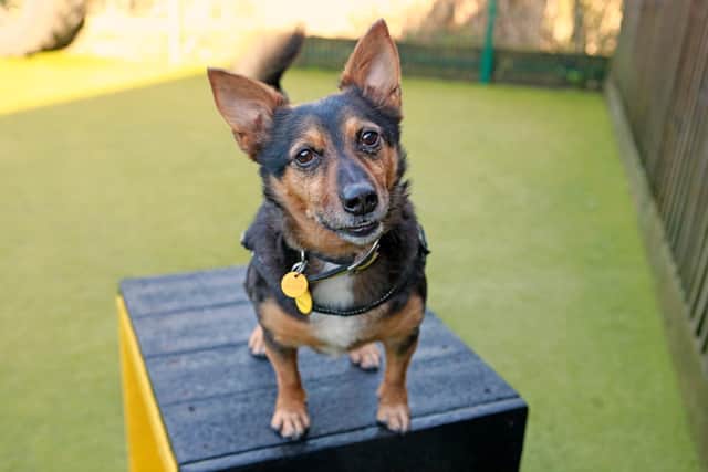 Dogs Trust Shoreham's Lemmy is looking for a home.