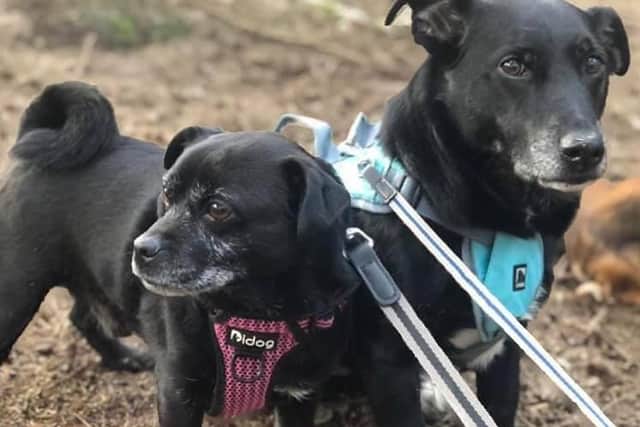 Bonded dogs Scotty and Georgie are looking for a permanent foster home.