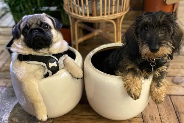 Hand Spun Botanics, a unique plant shop specialising in Japanese influenced plantings, welcomed dogs Claude and Potato into the shop three months ago.
