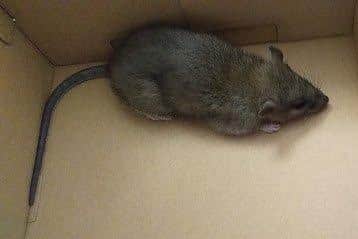A rat was found dumped in a shoe box in a children's play park