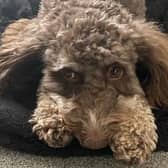 Three-year-old cockapoo Skye from Burgess Hill who has made a full recovery. Picture: Lee Rae-Byford.